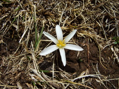 Zephyranthes andina