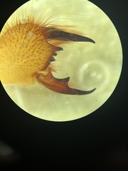 Eremobates nodularis