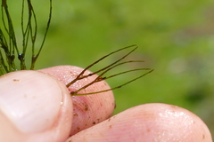 Ceratophyllum echinatum