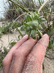 Chrysopsis gossypina