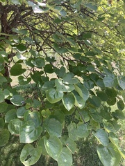 Robinia pseudoacacia