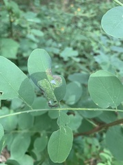 Macrosaccus robiniella