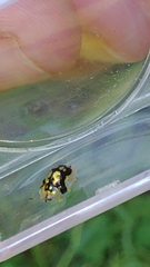Deloyala guttata