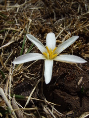 Zephyranthes andina