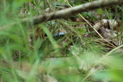 Coluber constrictor
