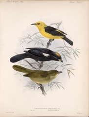 Black-And-Yellow Tanager photo 4