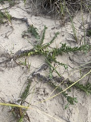 Chrysopsis gossypina