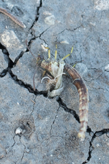 Distoleon tetragrammicus