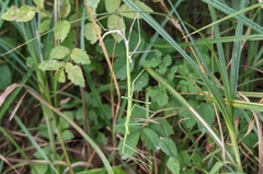 Clonopsis gallica