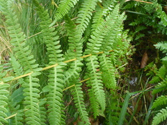 Oreopteris limbosperma