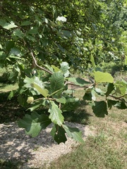 Robinia pseudoacacia