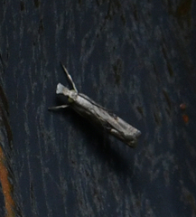 Microcrambus