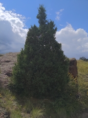 Juniperus scopulorum