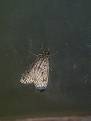 Eudonia truncicolella