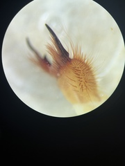 Eremobates nodularis