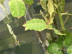 Pulchriphyllium giganteum