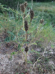 Astragalus uliginosus