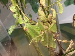 Pulchriphyllium giganteum