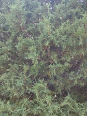 Juniperus scopulorum