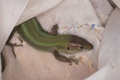 Lacerta agilis