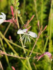 Gaura