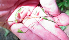 Hylodesmum nudiflorum