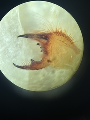 Eremobates nodularis