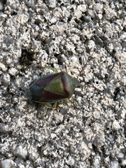Piezodorus lituratus