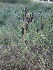 Astragalus uliginosus