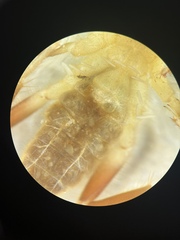 Eremobates nodularis
