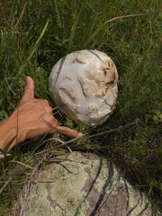 Calvatia booniana