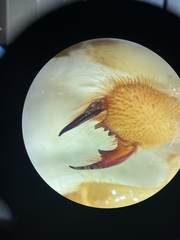 Eremobates nodularis