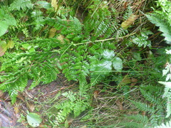 Oreopteris limbosperma