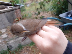 Luscinia megarhynchos