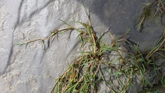 Puccinellia phryganodes