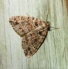 Pseudocoremia productata