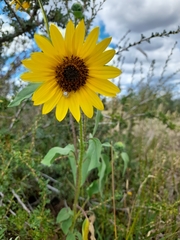 Helianthus petiolaris