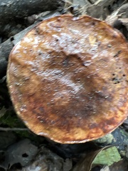 Aureoboletus innixus