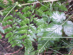 Dryopteris dilatata