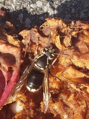 Dolichovespula maculata