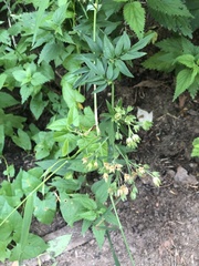 Polemonium caeruleum