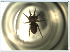 Apostenus fuscus