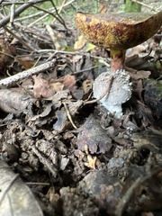 Aureoboletus innixus