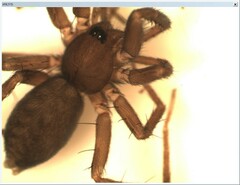 Apostenus fuscus