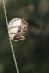 Oxyopes heterophthalmus