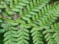 Dryopteris dilatata