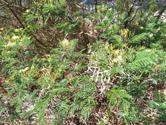 Acacia mearnsii image