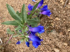 Penstemon glaber