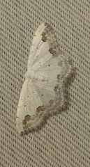 Scopula ornata