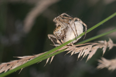 Oxyopes heterophthalmus